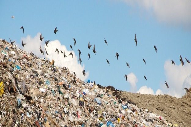 Прокуратурой выявлены нарушения природоохранного законодательства при эксплуатации полигона отходов в Пушкиногорском районе
