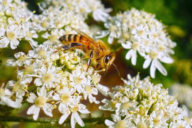 Всемирный День пчёл 2022!