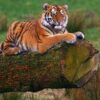 Международный день Тигра!