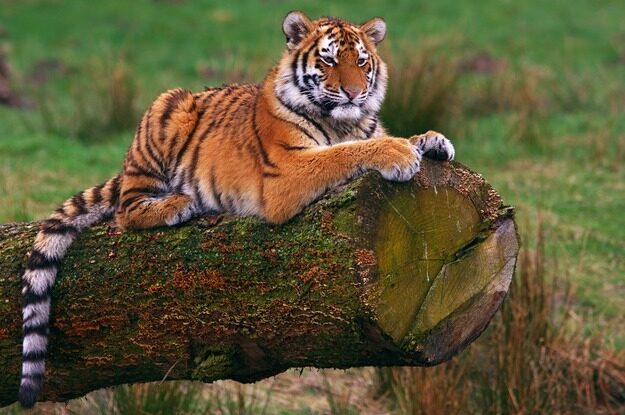 Международный день Тигра!