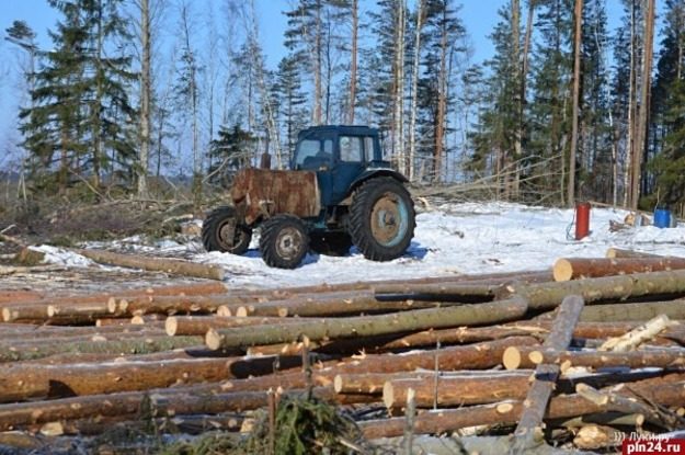 Экологи обеспокоены вырубкой леса вблизи гнезд краснокнижных скоп на северо-западе Псковской области